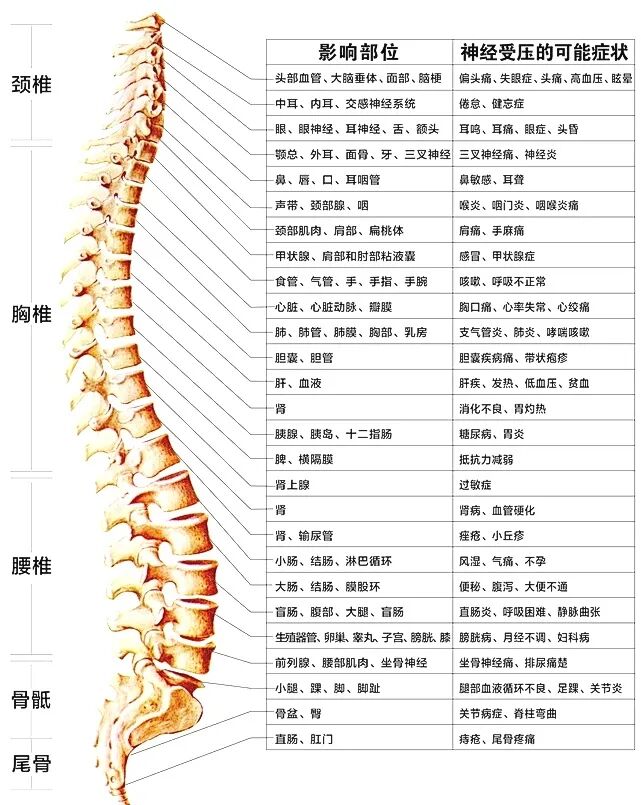 脊柱相关疾病图示